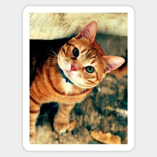 male cat Sticker